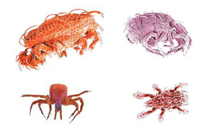 Mites